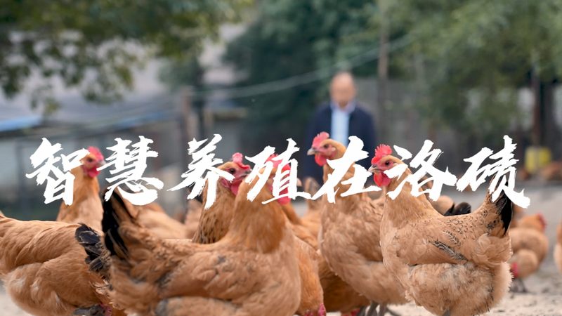 细胞工厂定制合同，哪些条款不容忽视？**