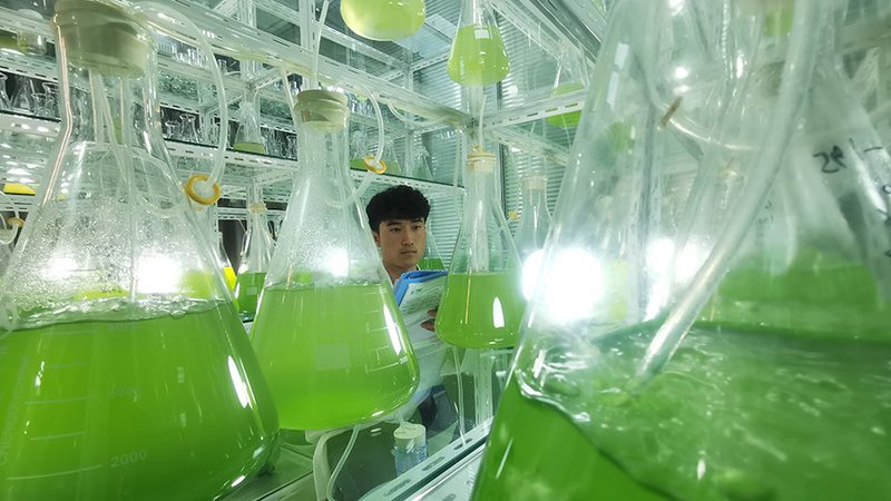 国产生物试剂，从“平替”到“优选”还有多远